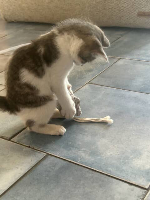 Chat