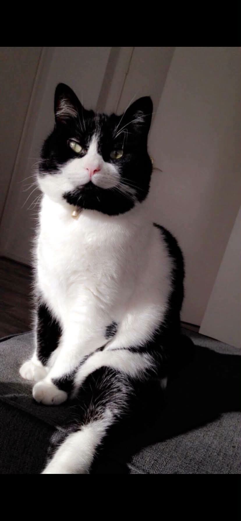 Chat