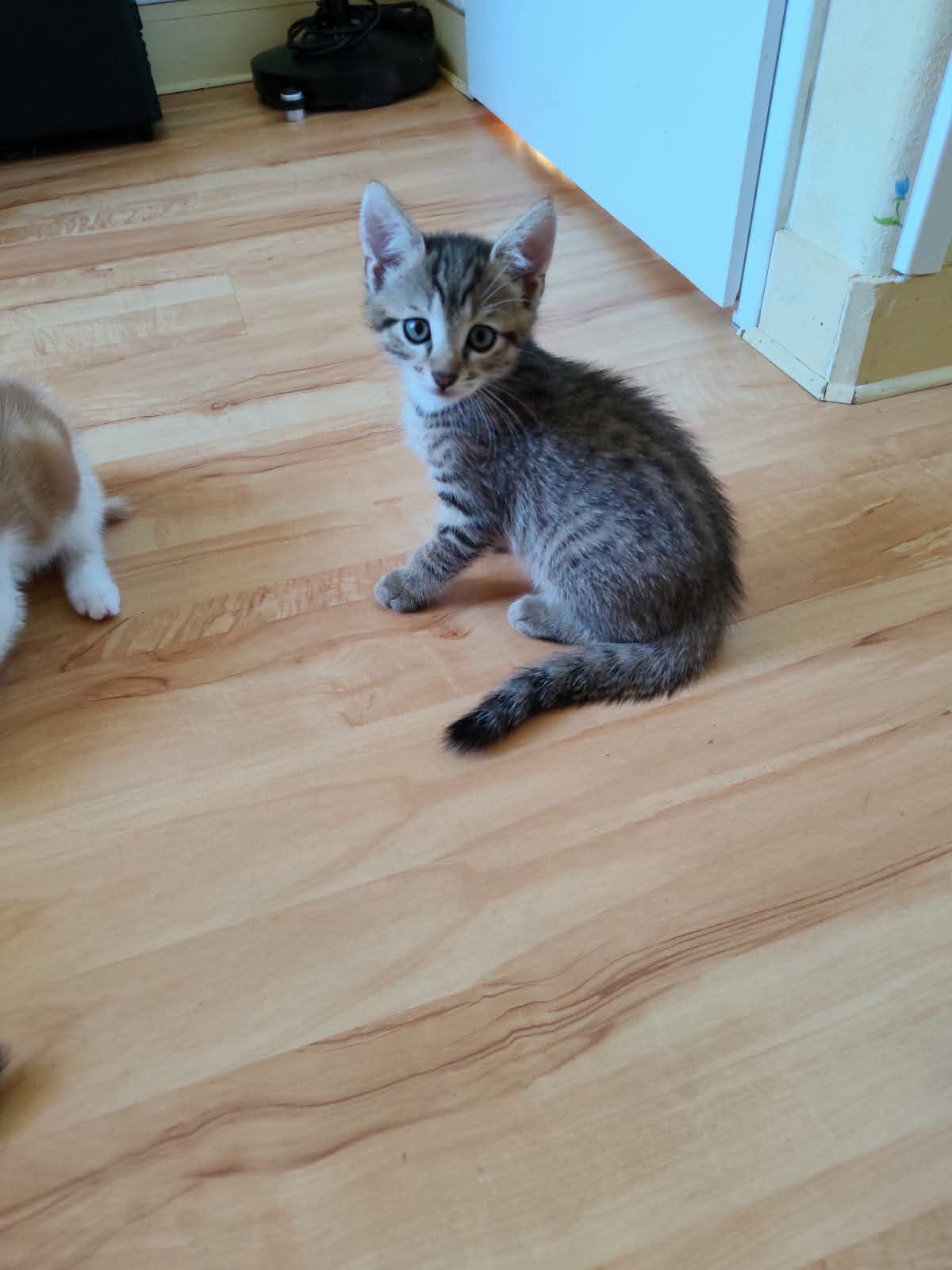 Chat