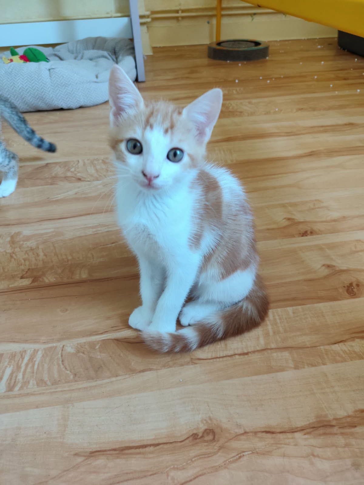 Chat