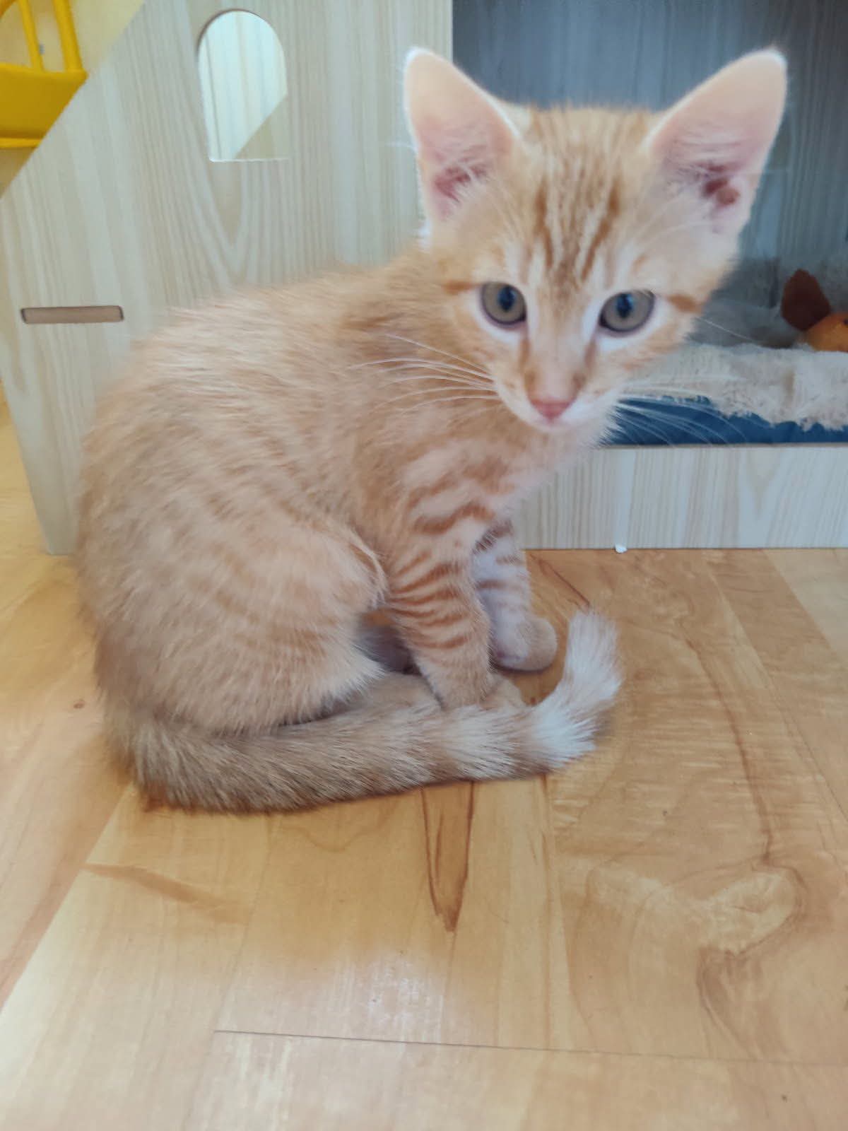 Chat