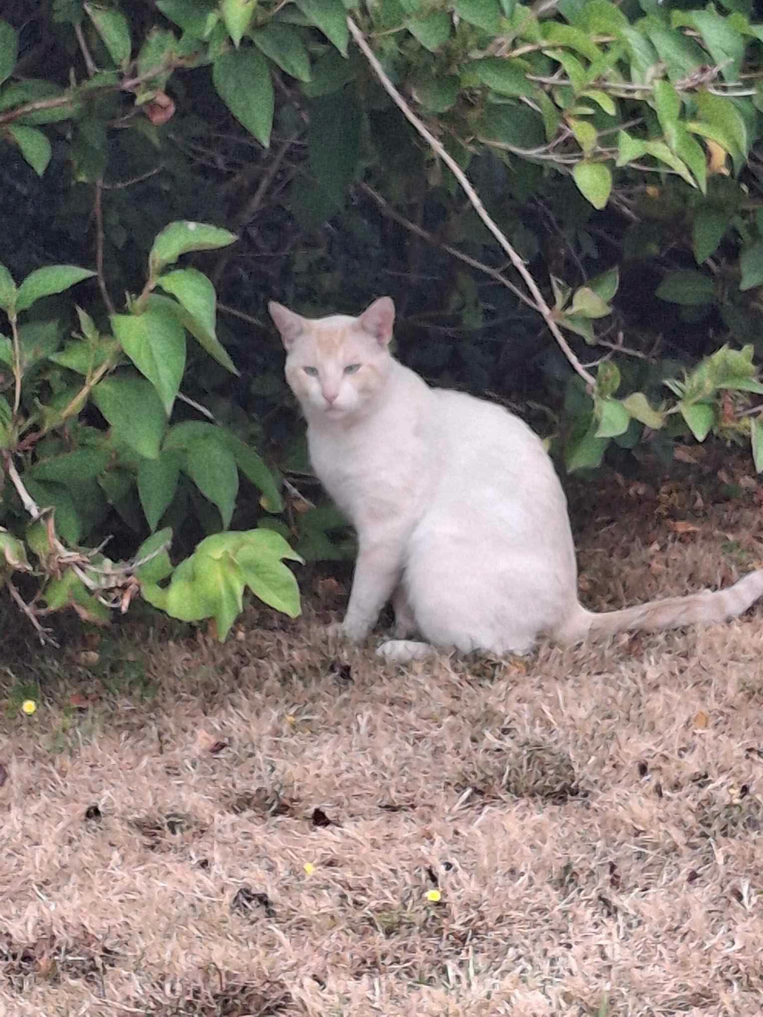 Chat