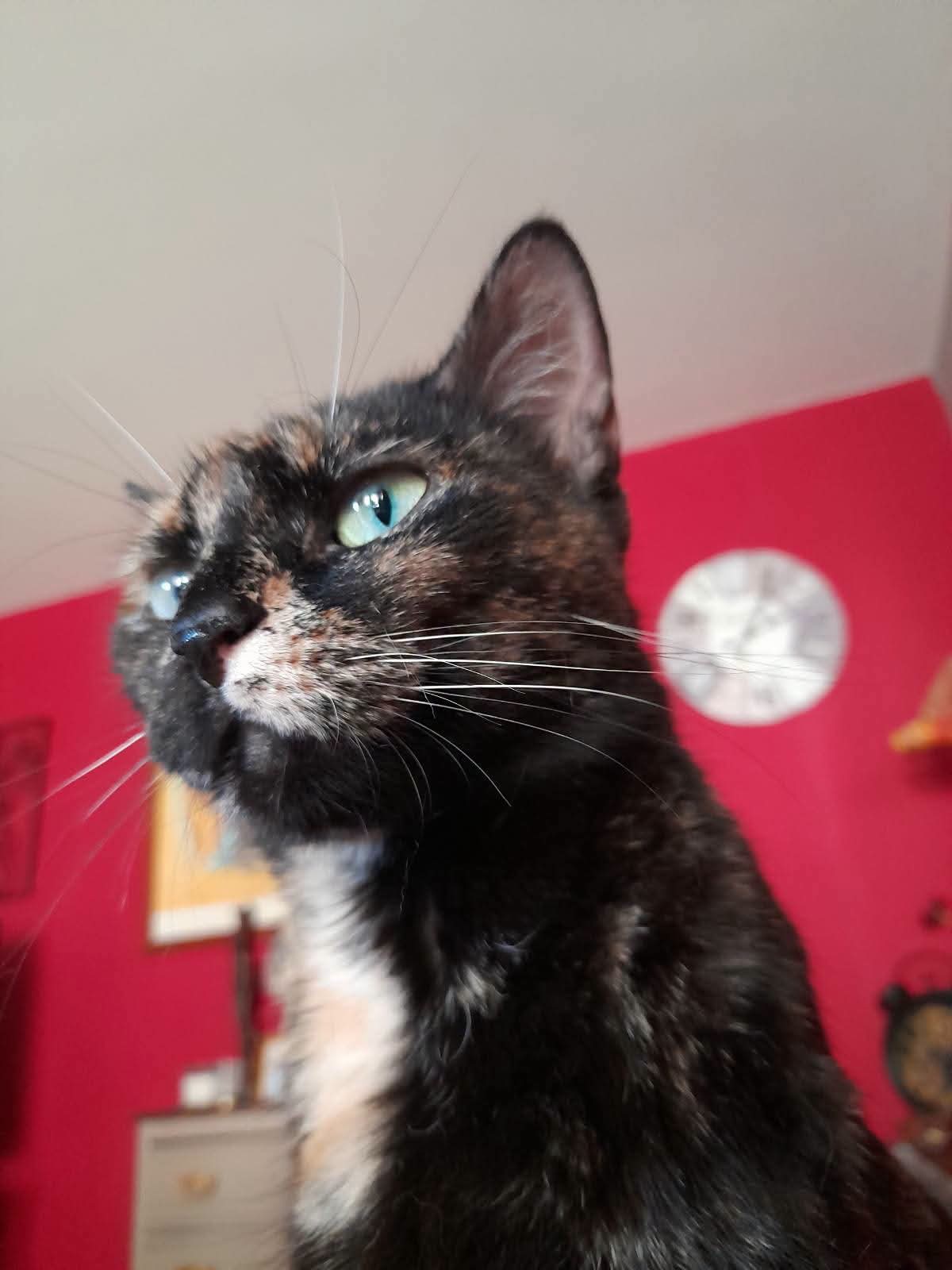 Stella