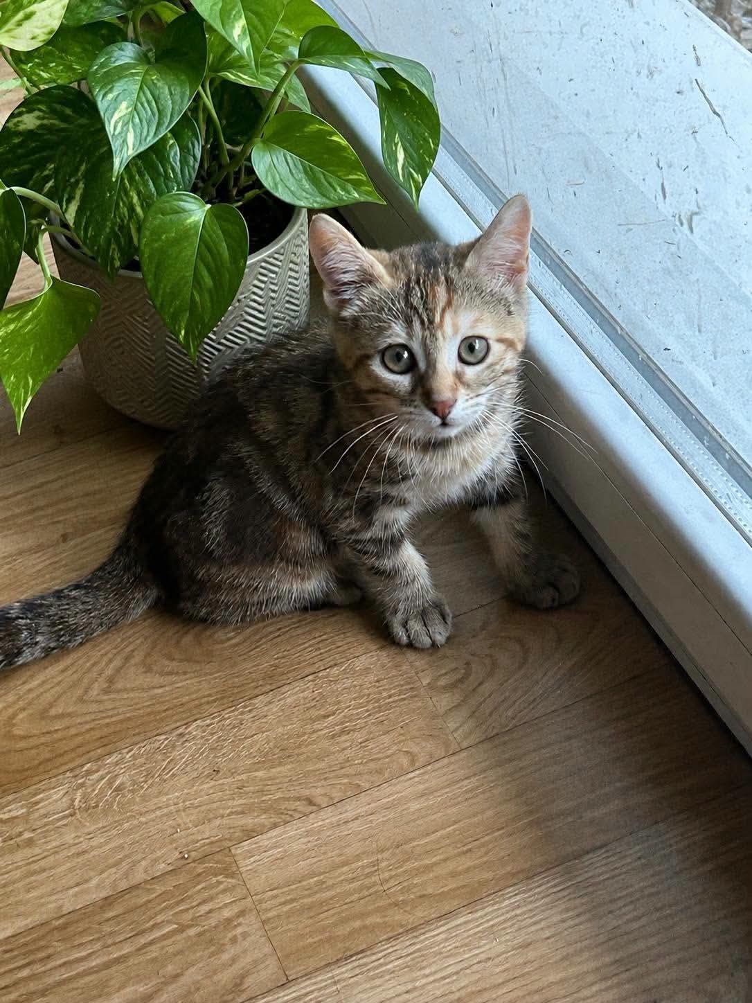 Stella