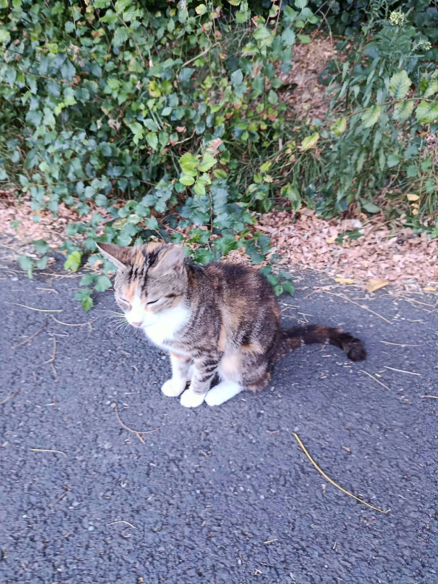 Chat trouvé