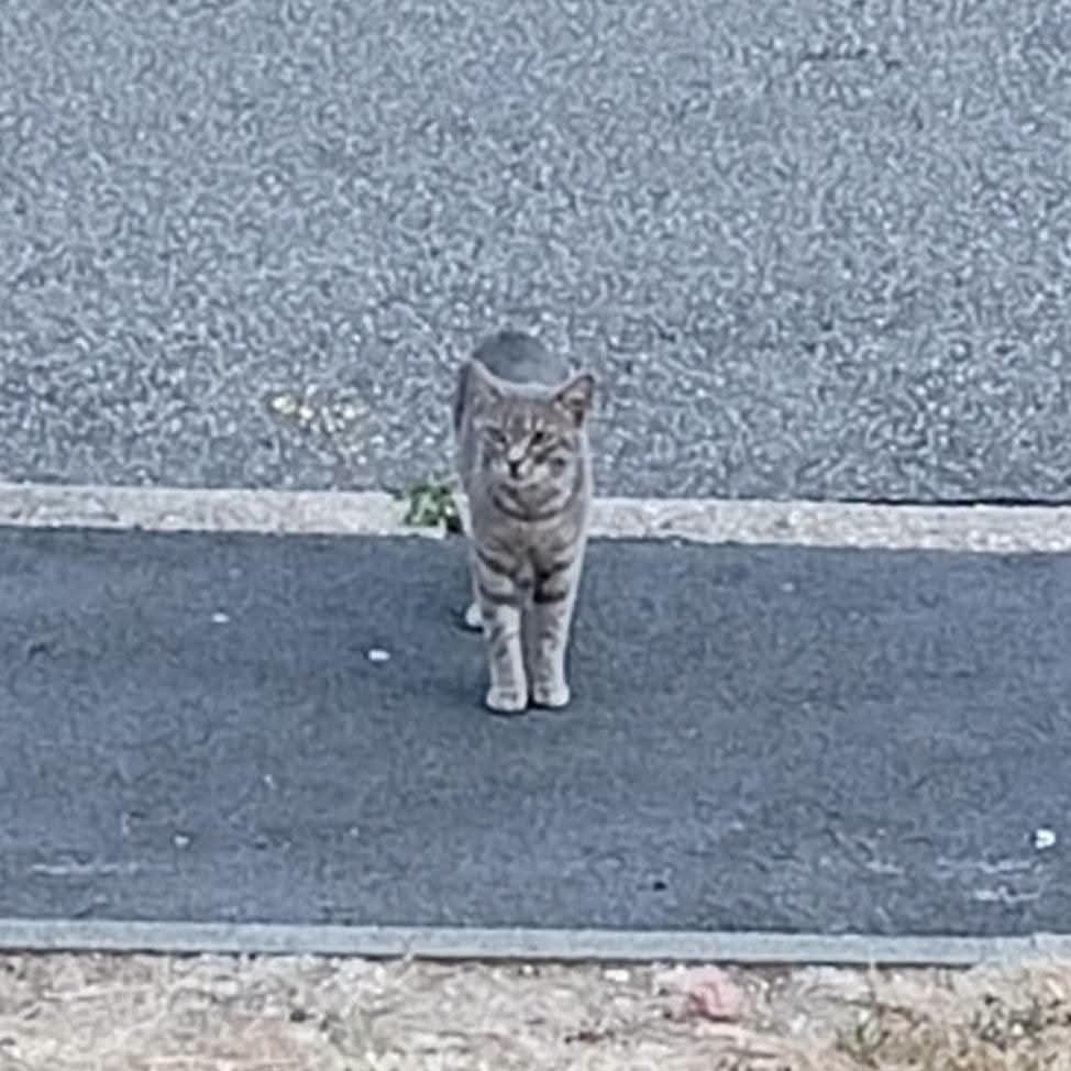 Chat trouvé