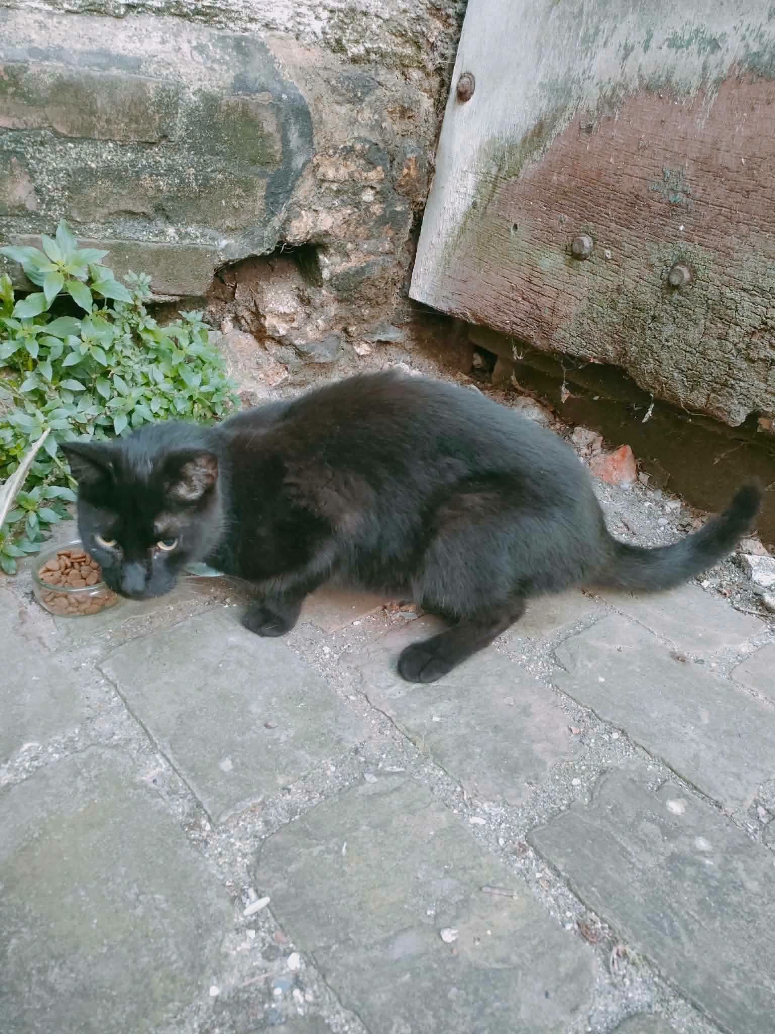 Chat trouvé