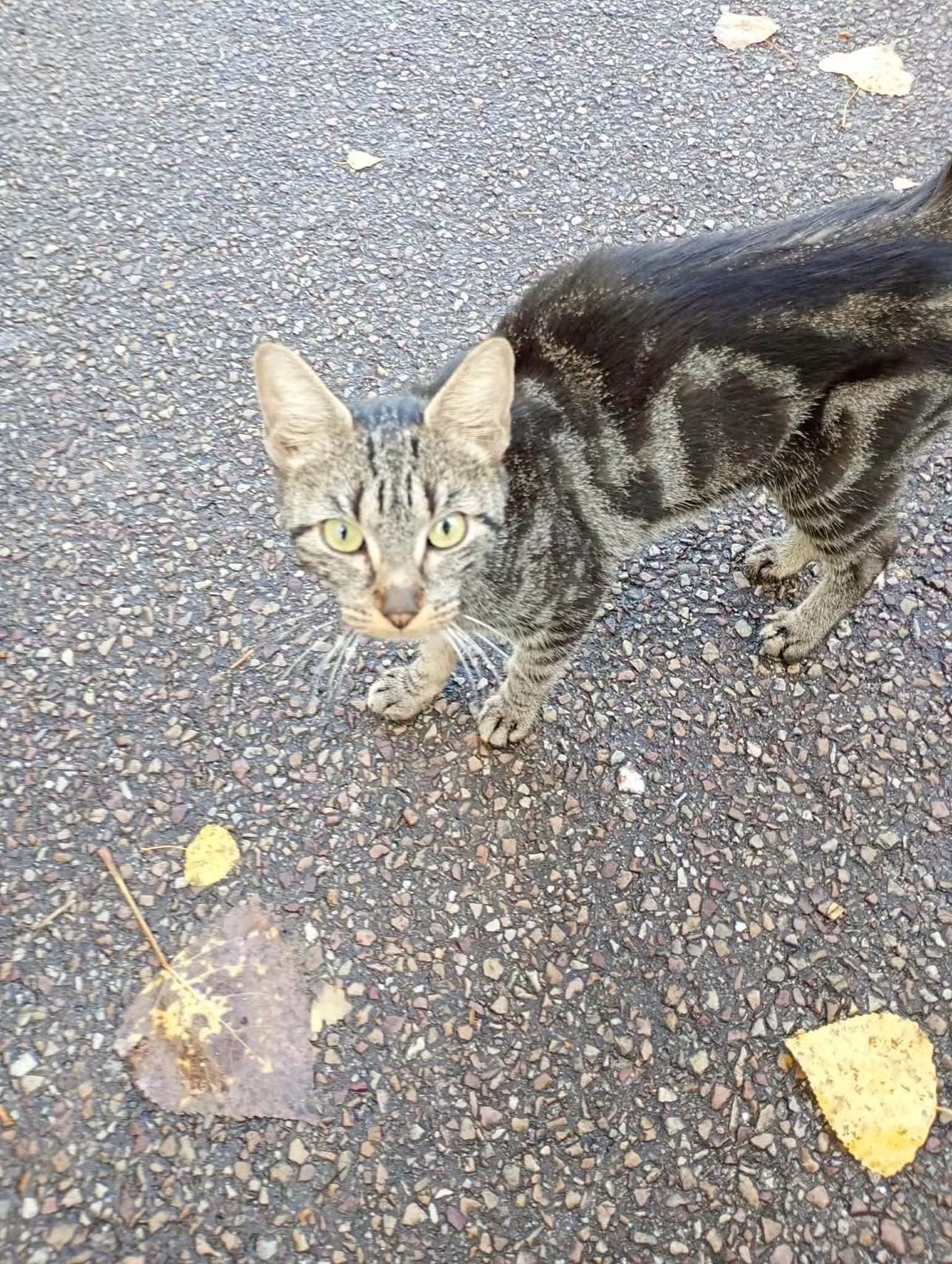 Chat trouvé
