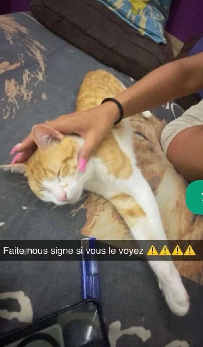Chat trouvé