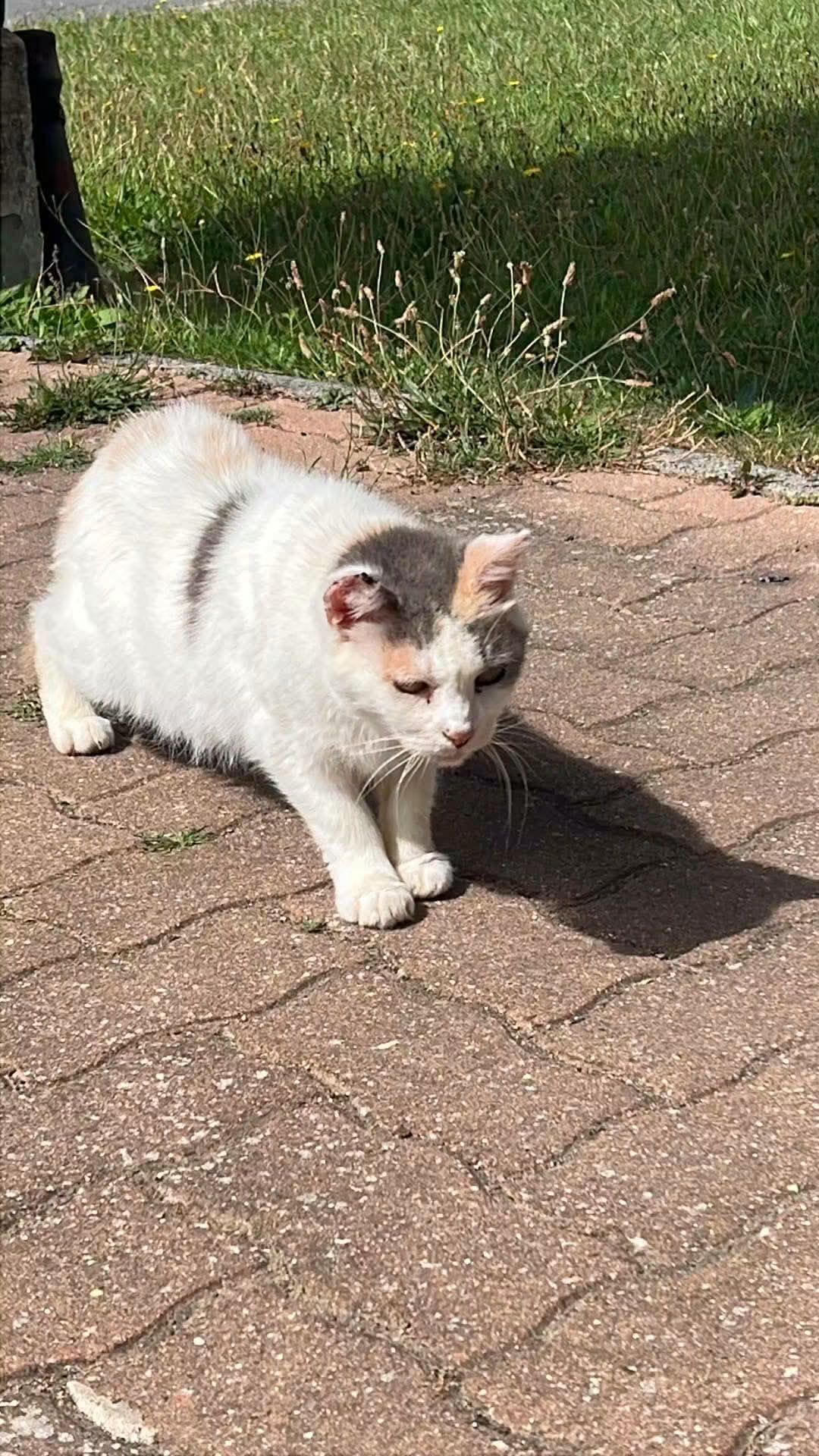 Chat trouvé