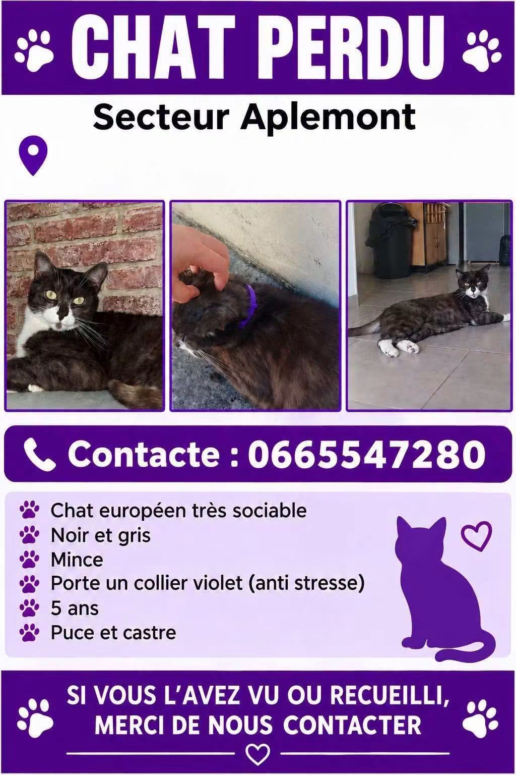 Zazou