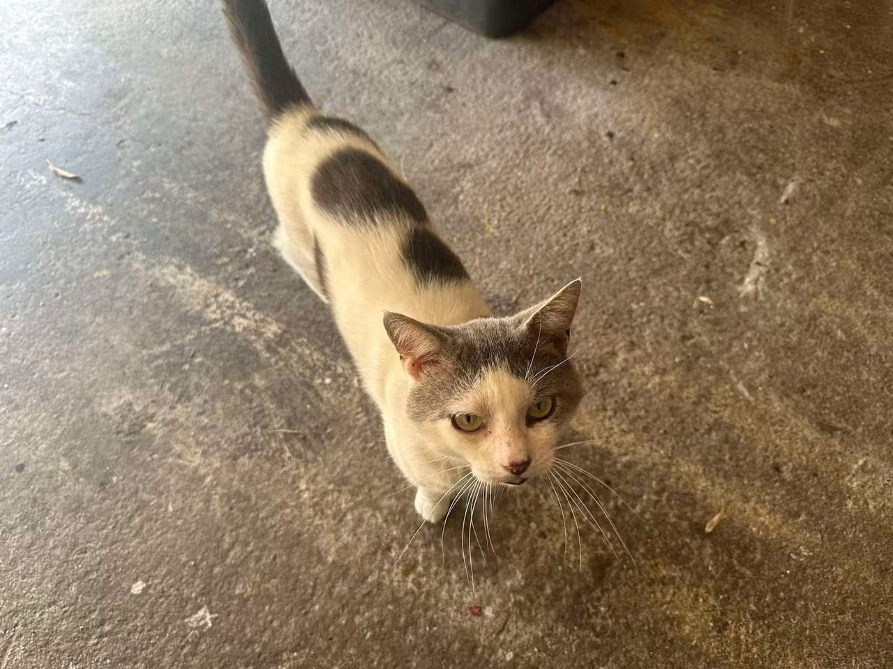 Chat trouvé