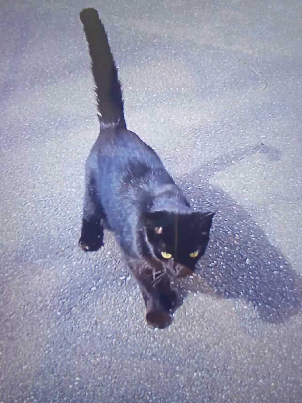 Chat trouvé