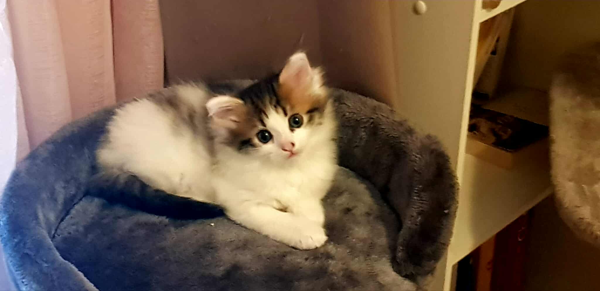 Chat