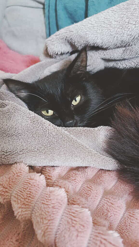 Chat