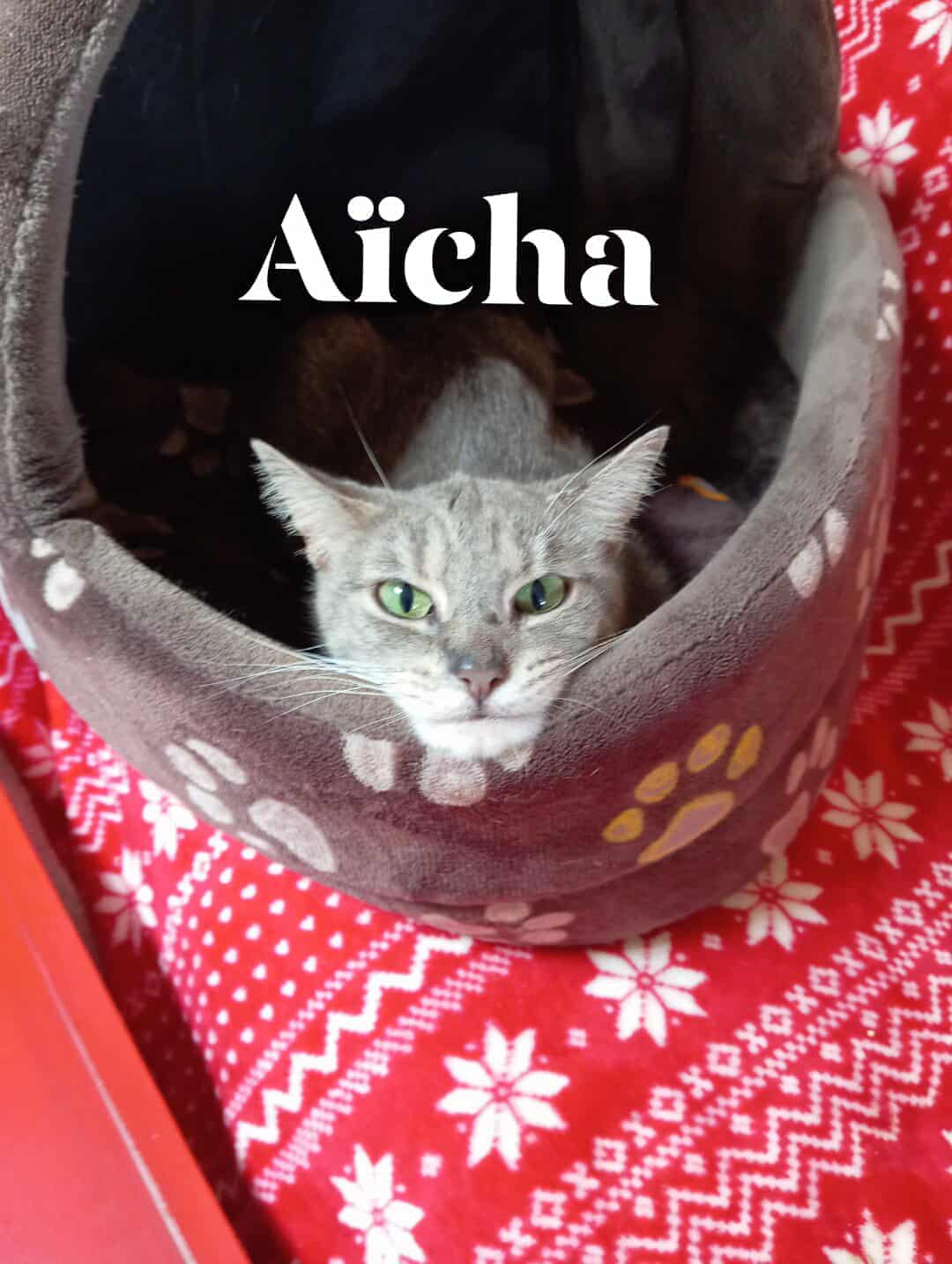 Chat