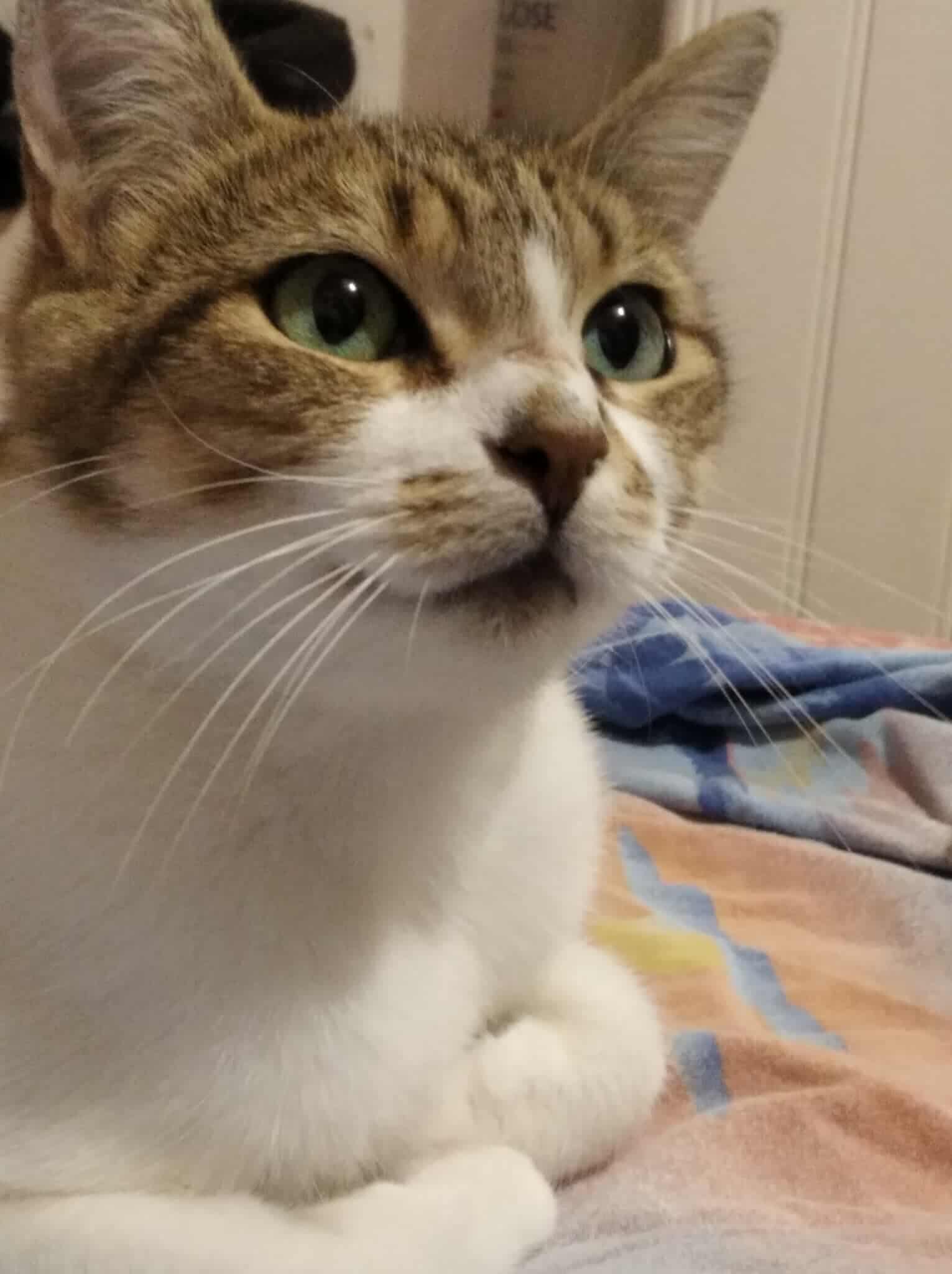 Chat