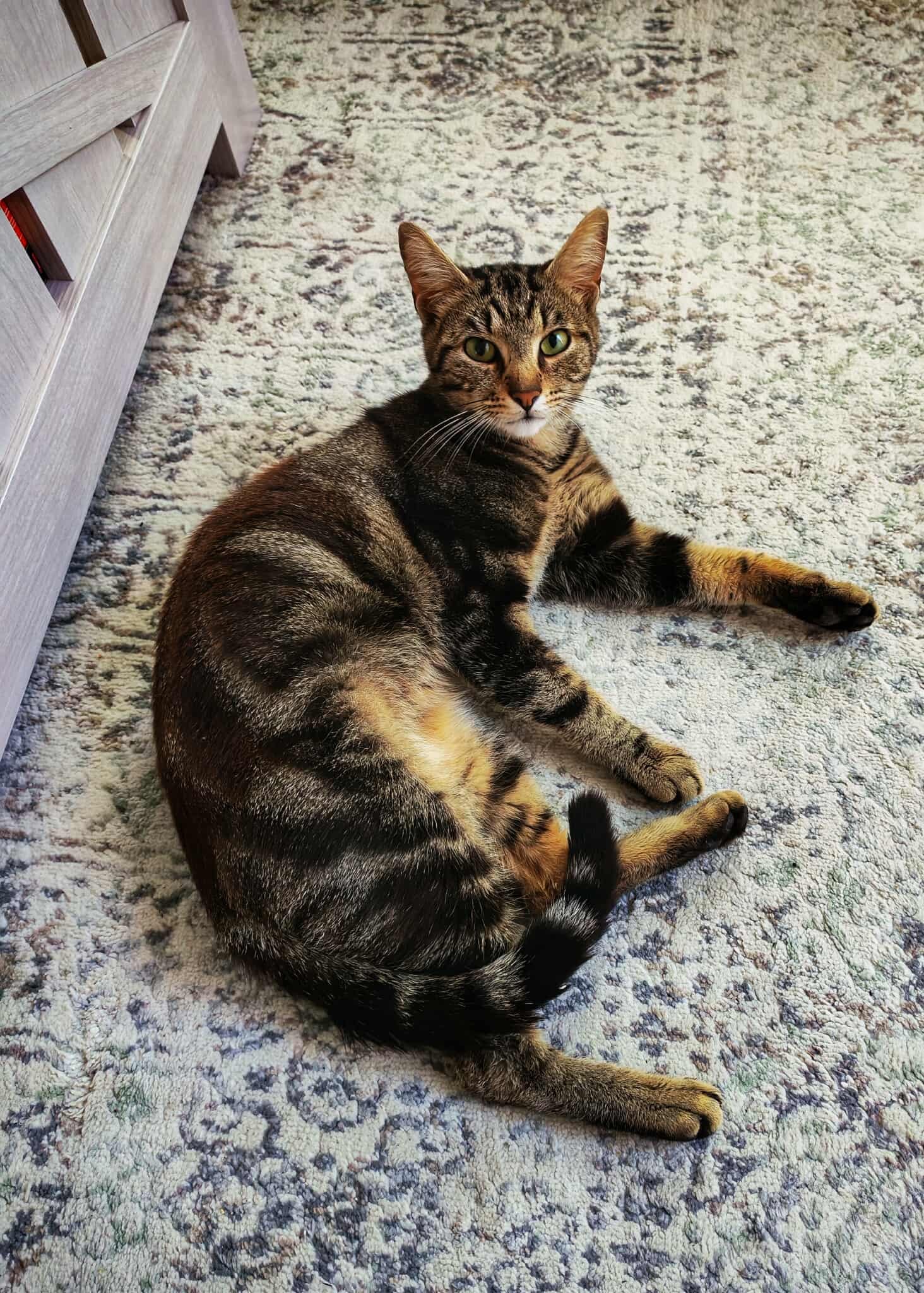 Chat