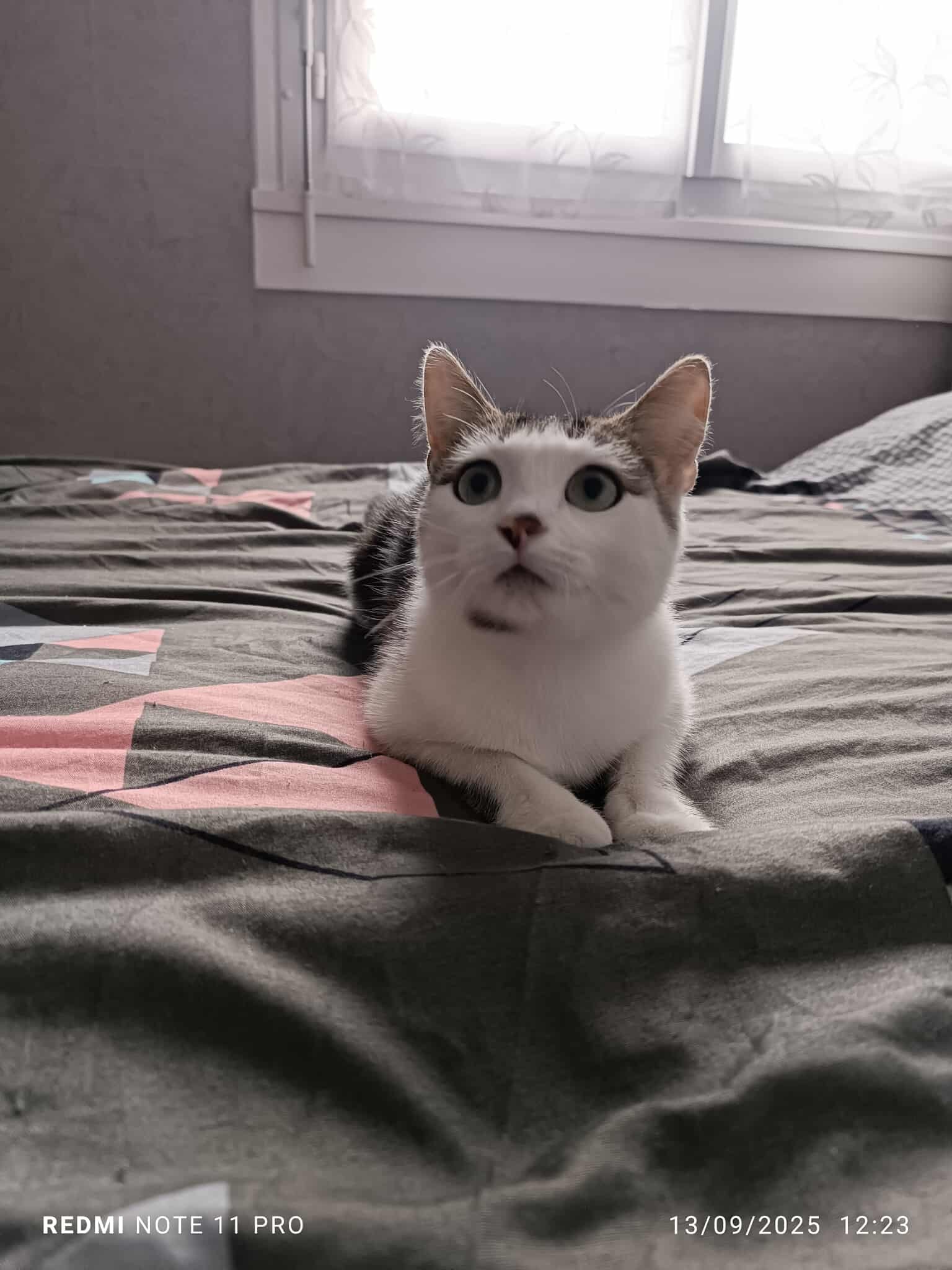 Chat