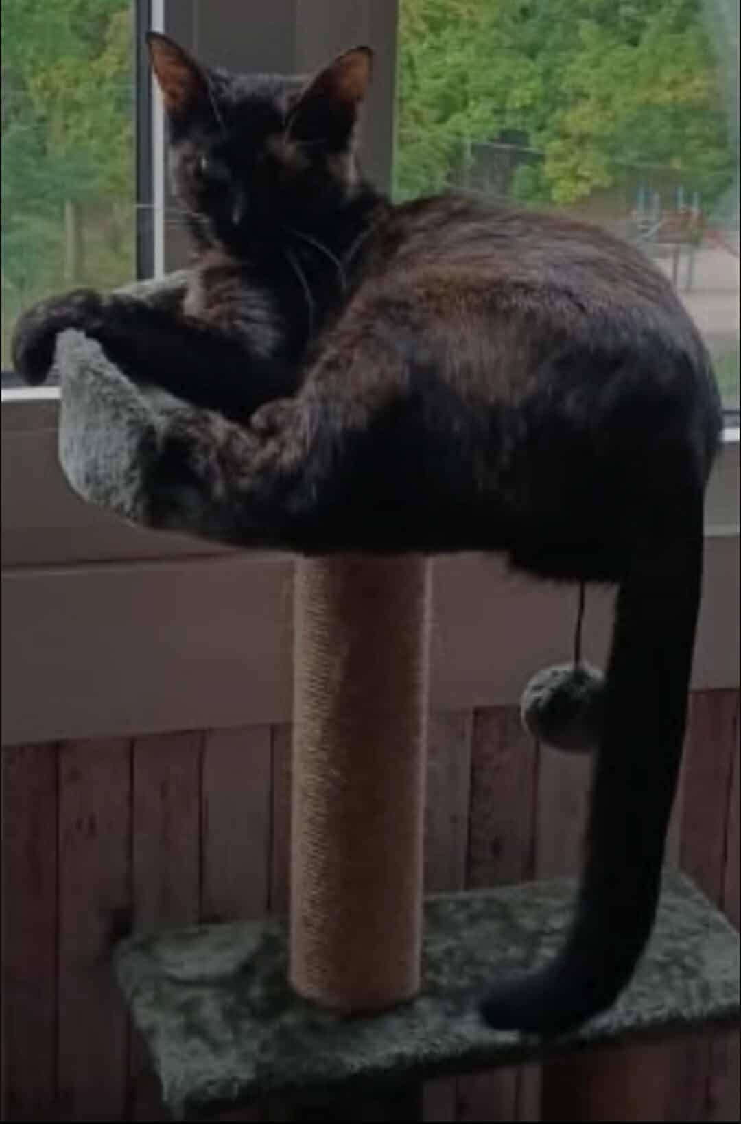 Chat