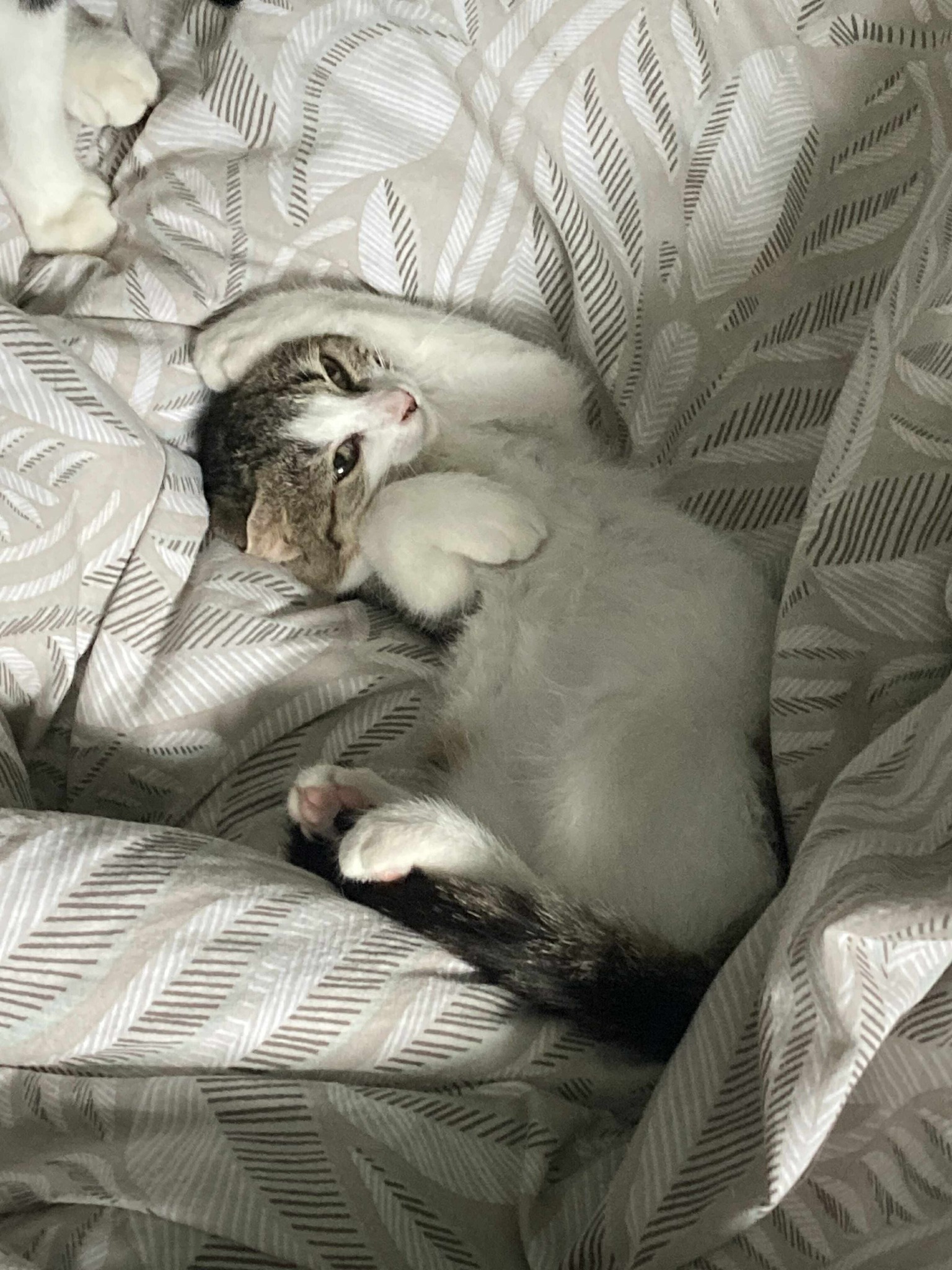Chat