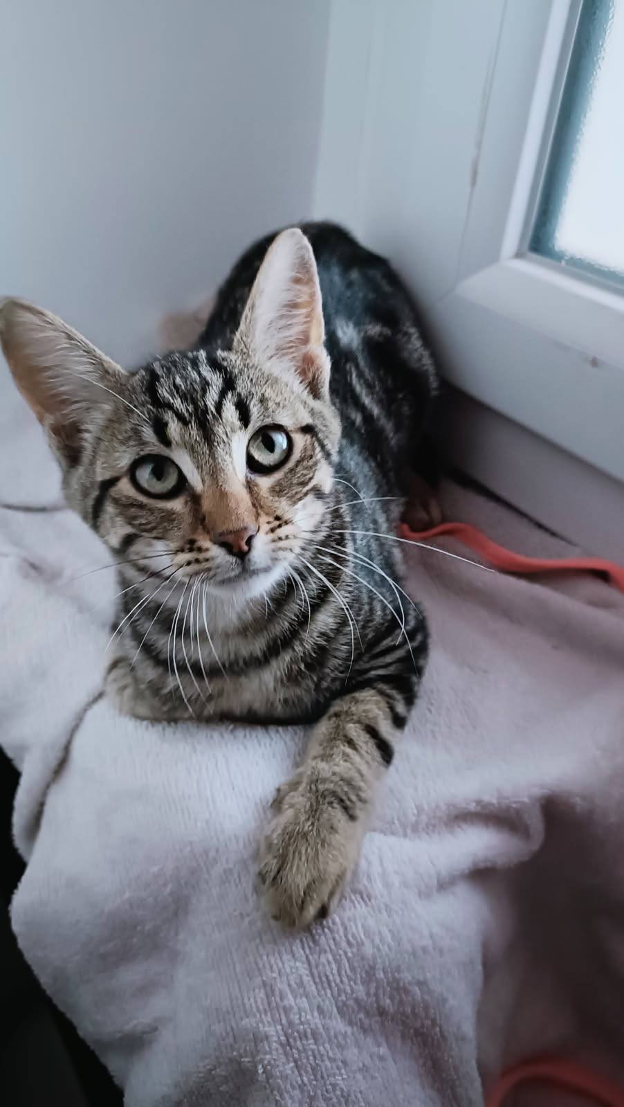 Chat