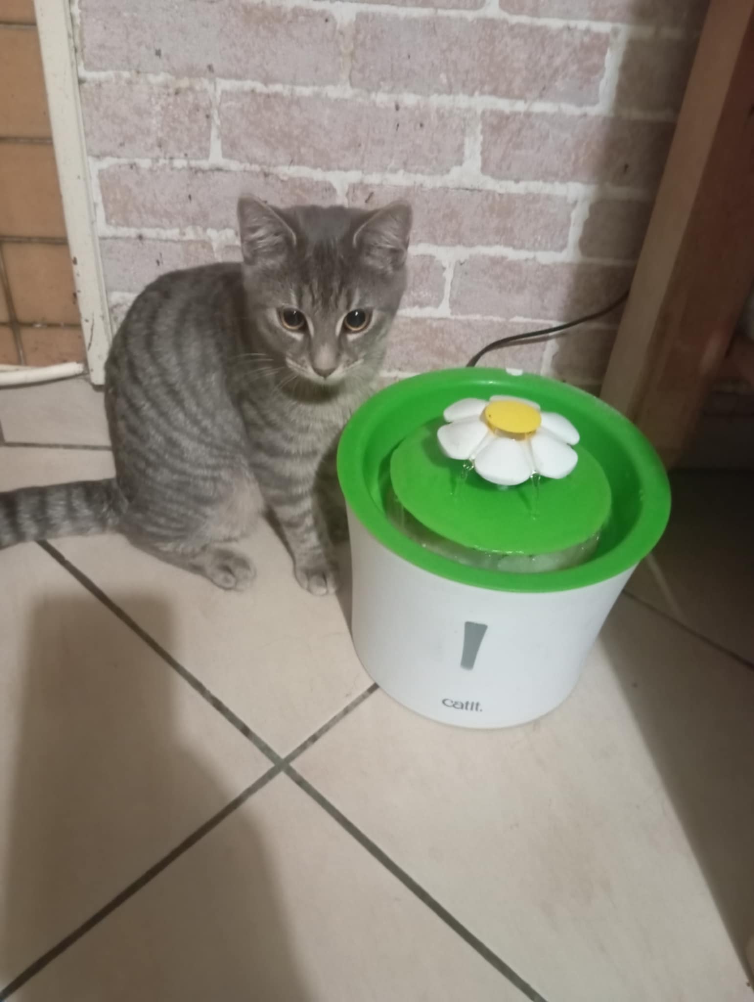 Chat