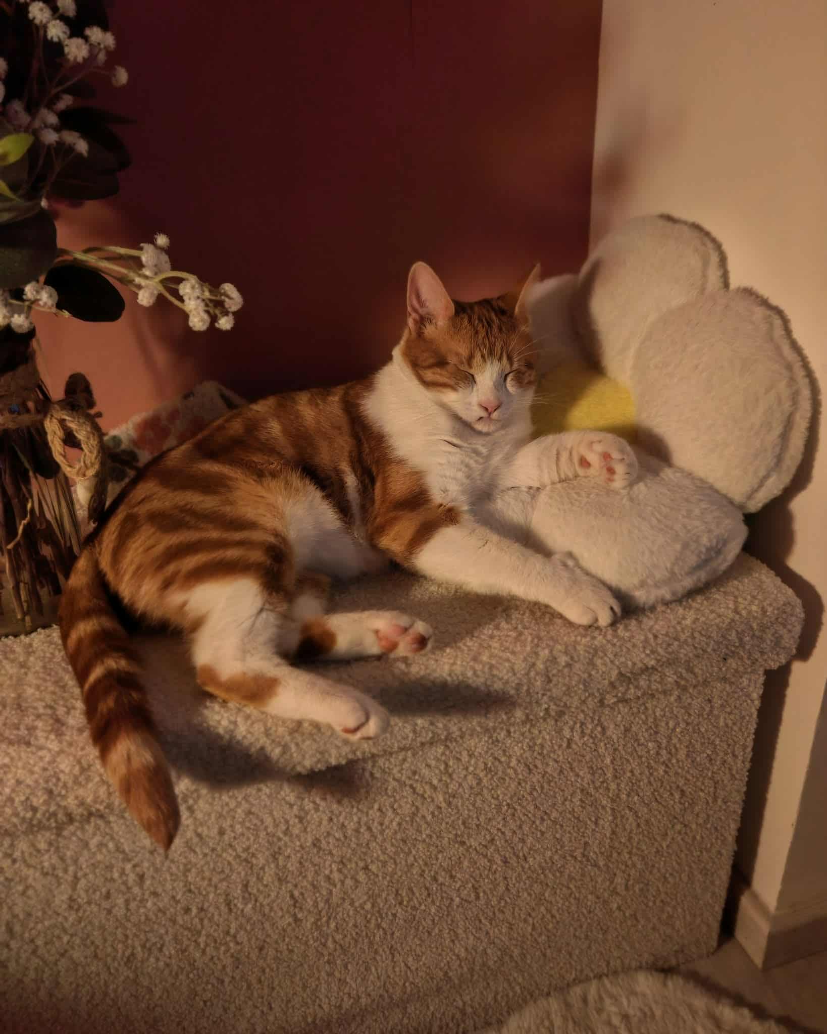 Chat