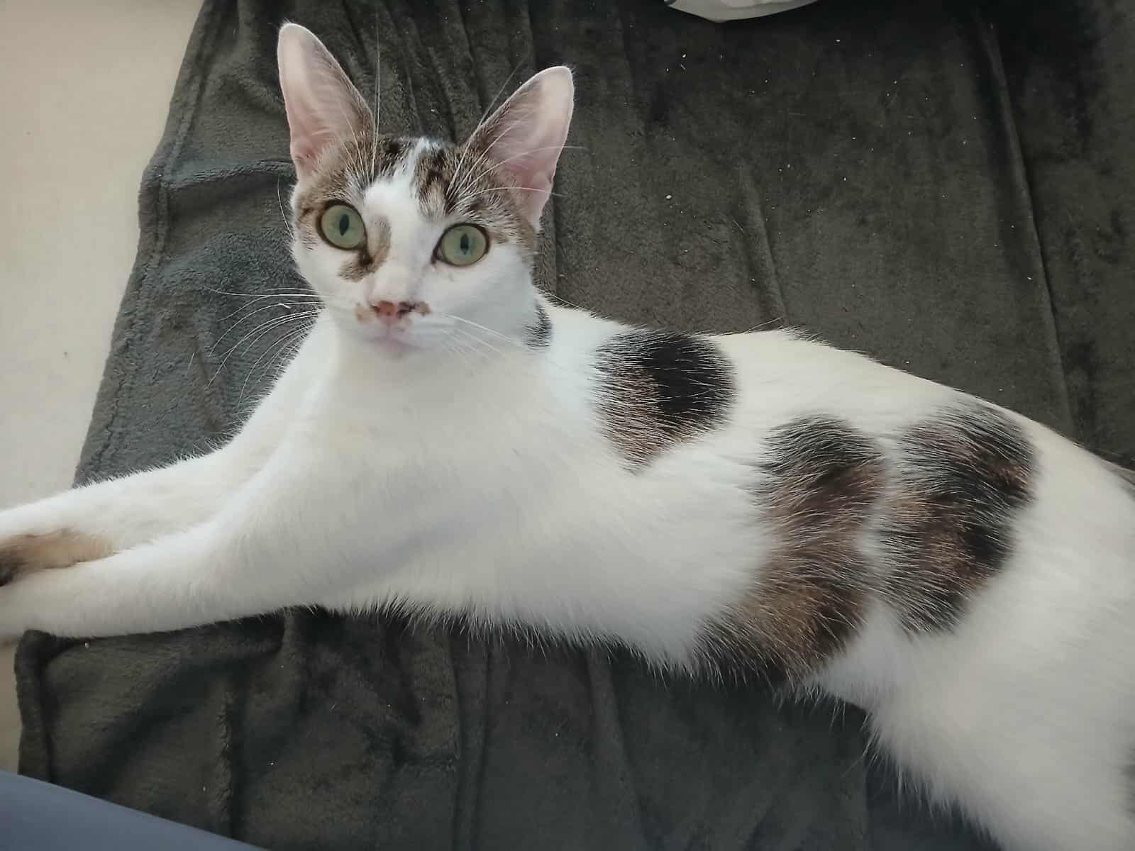 Chat