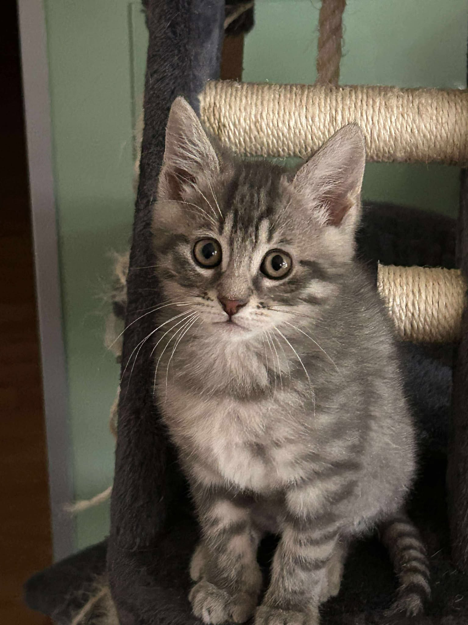 Chat