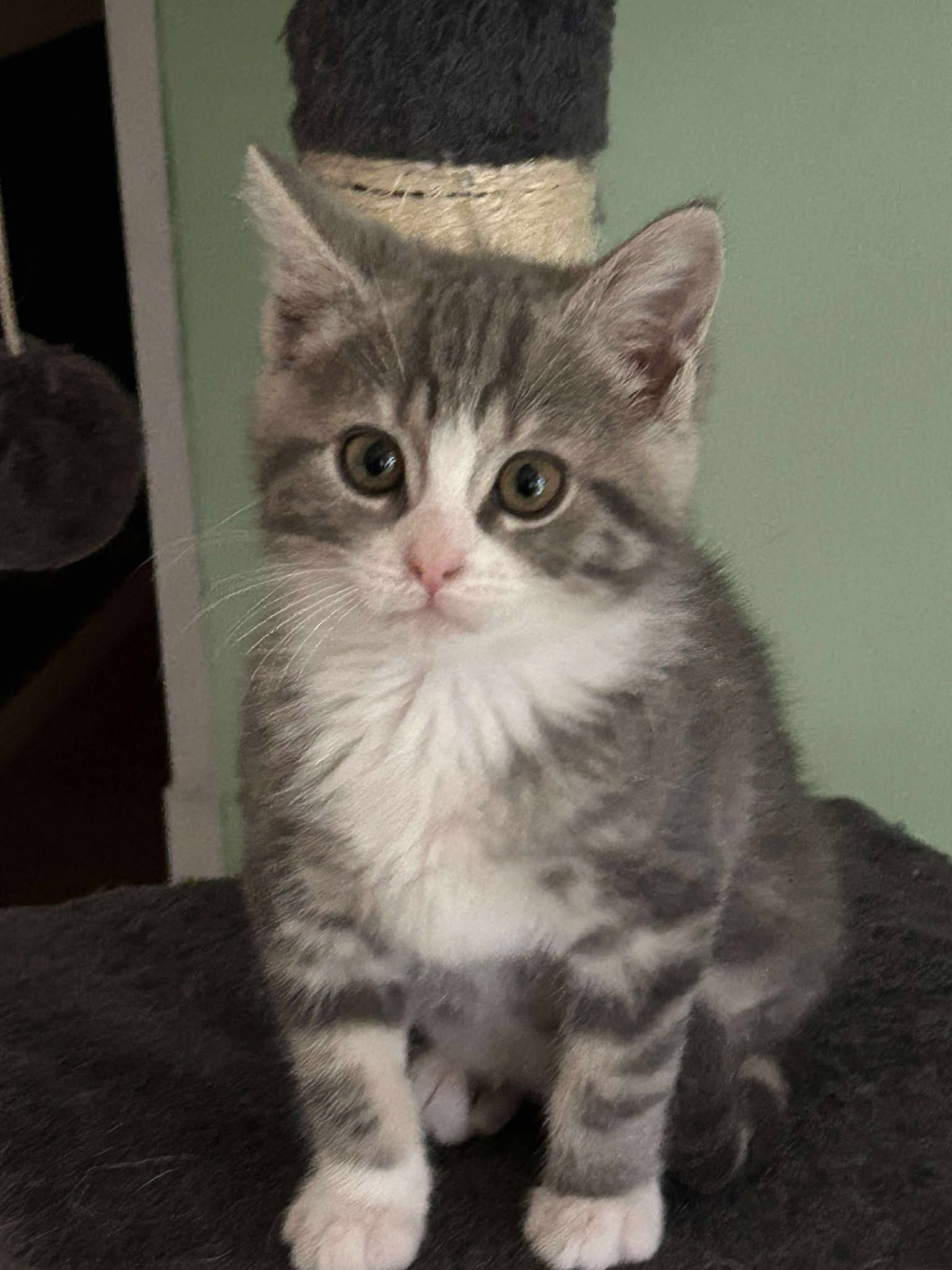 Chat